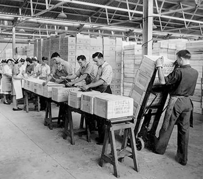 Edgell Plant - Asparagus Processing