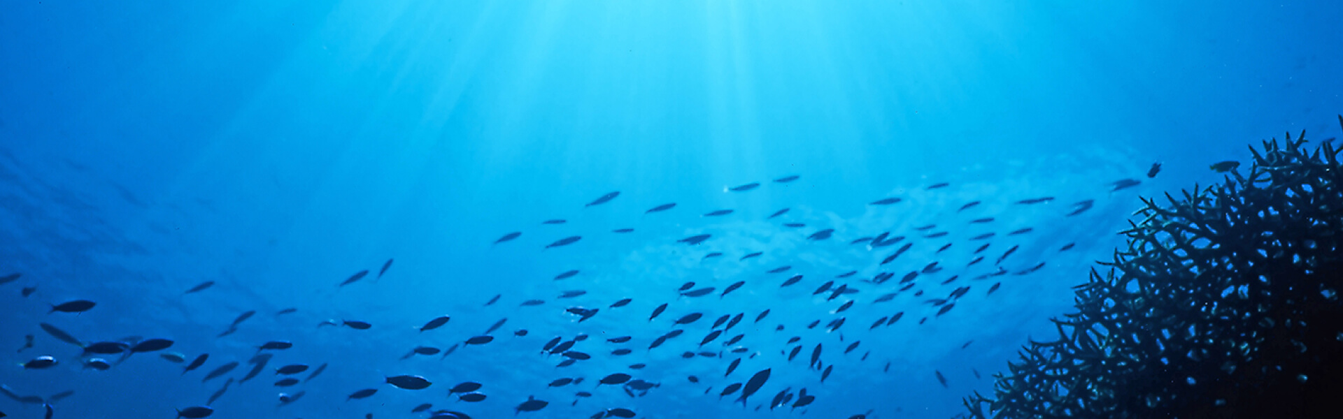 Deep Ocean rays of sunlight