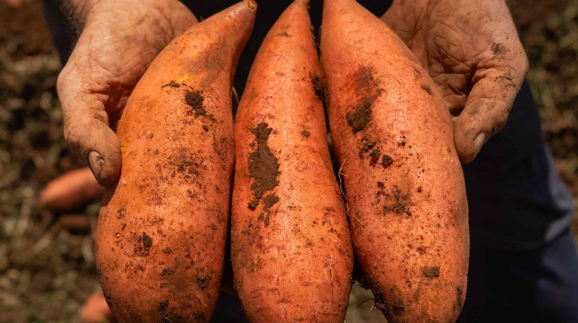 Farmer's hands holding three sweet potatoes.
